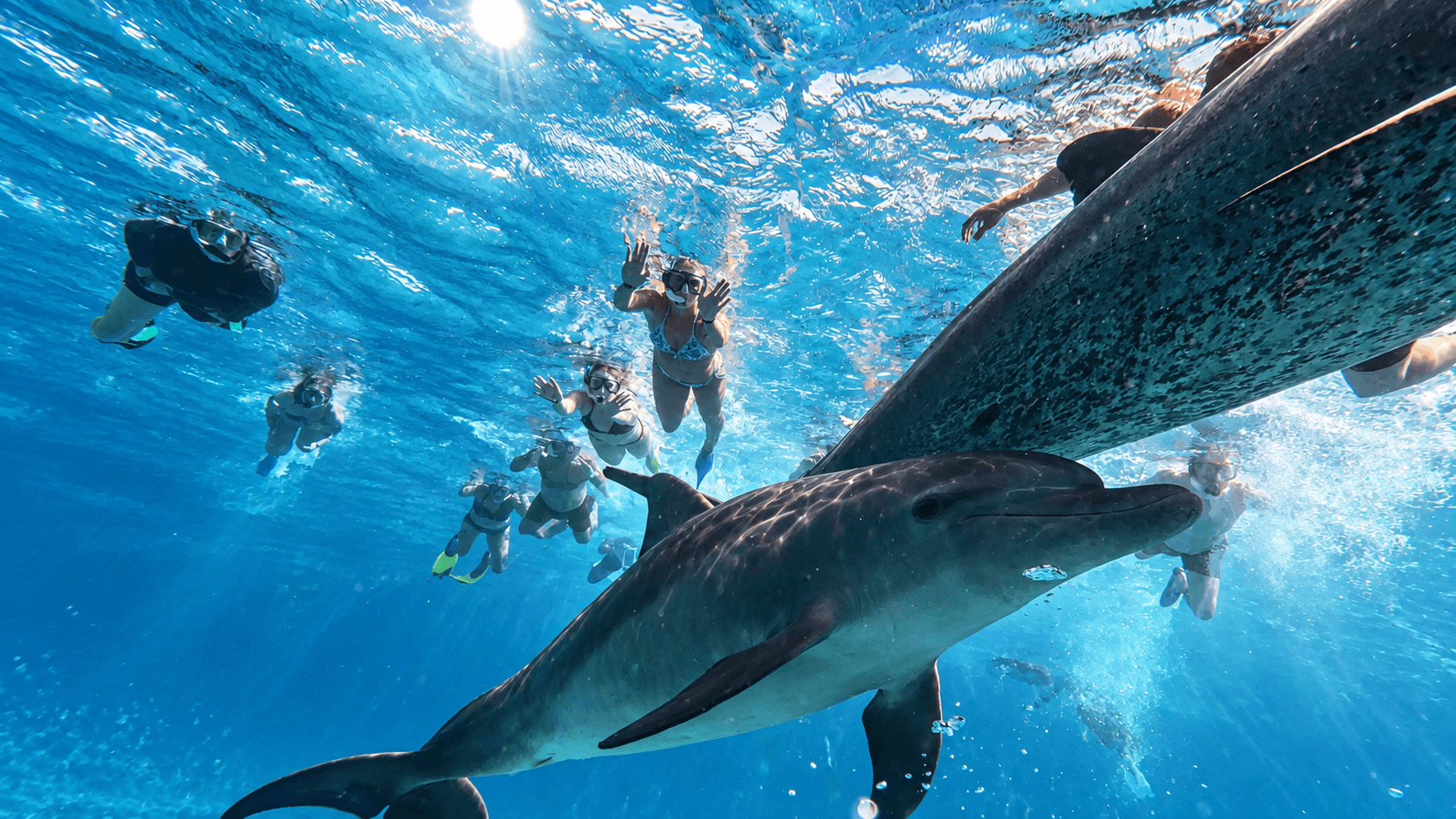 Dolphins photographed swimming underwater in the Red Sea