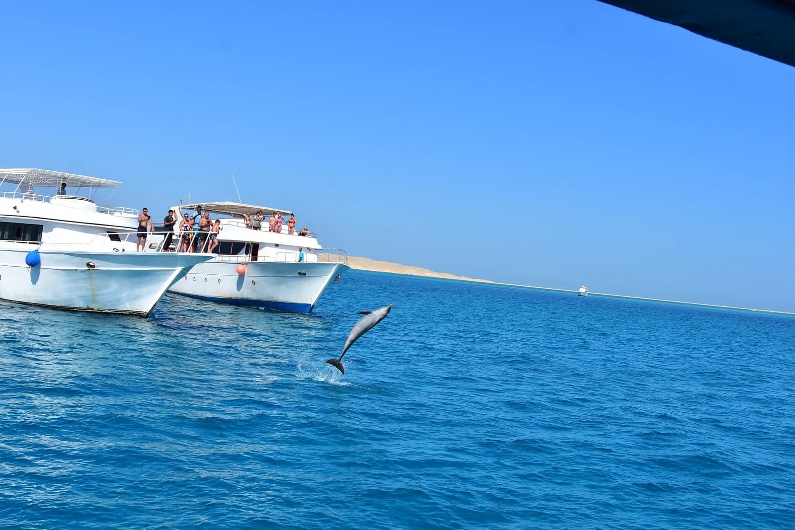Dolphin by the boat