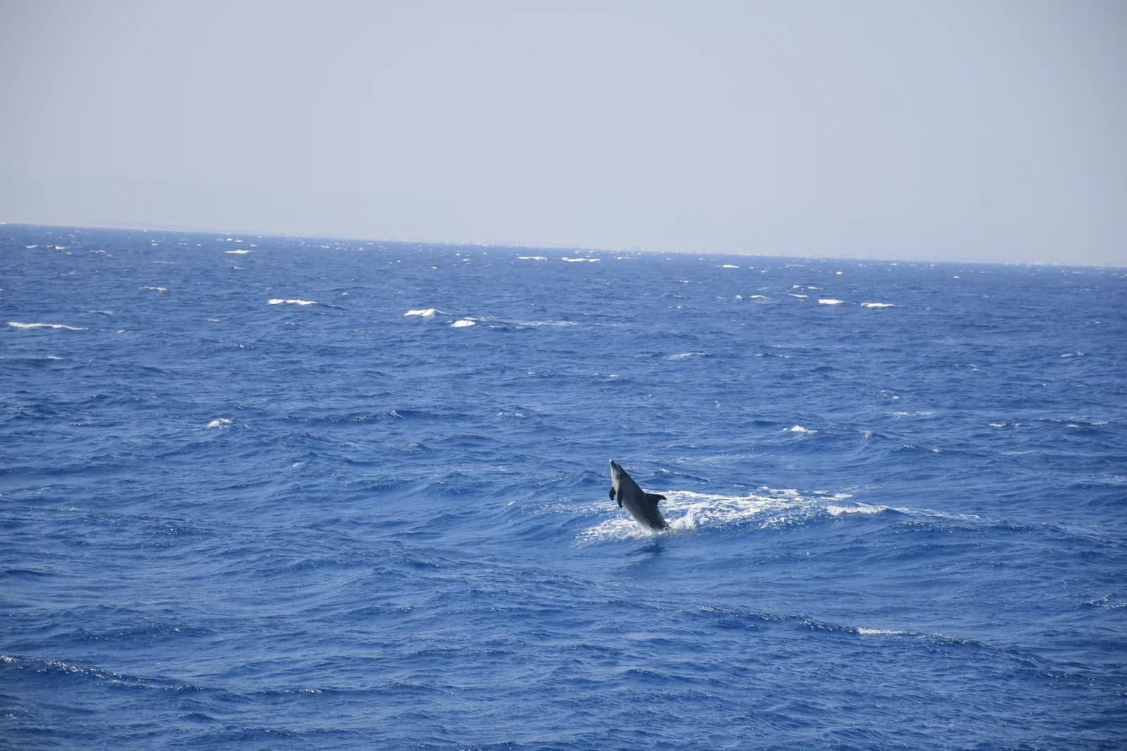 Dolphin at the surface